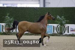 25R13_00480 thumbnail