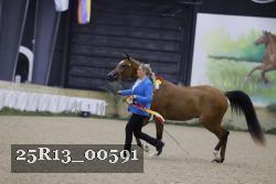 25R13_00591 thumbnail