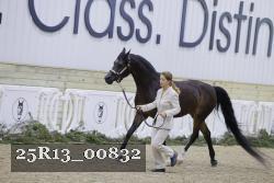 25R13_00832 thumbnail