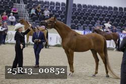 25R13_00852 thumbnail