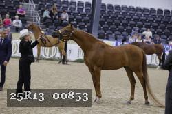 25R13_00853 thumbnail