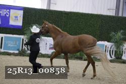 25R13_00858 thumbnail