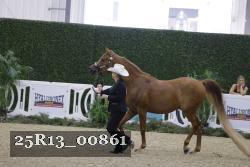 25R13_00861 thumbnail