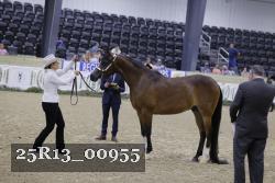 25R13_00955 thumbnail