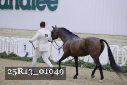 25R13_01049 thumbnail