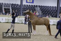 25R13_01175 thumbnail