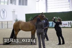 25R13_01214 thumbnail