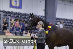 25R13_01323 thumbnail
