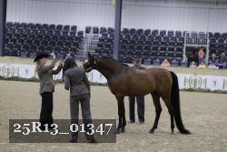 25R13_01347 thumbnail