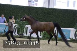 25R13_01348 thumbnail