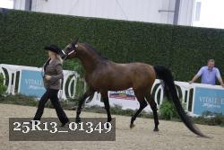 25R13_01349 thumbnail