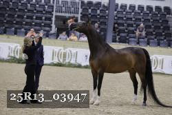 25R13_03947 thumbnail
