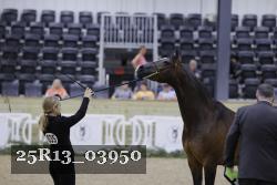 25R13_03950 thumbnail