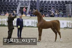25R13_01372 thumbnail