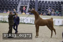 25R13_01373 thumbnail