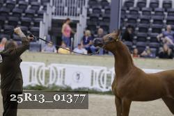 25R13_01377 thumbnail