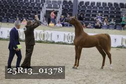 25R13_01378 thumbnail