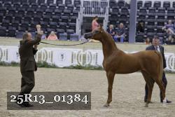 25R13_01384 thumbnail