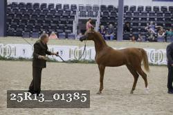 25R13_01385 thumbnail