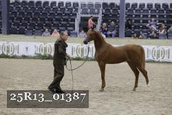 25R13_01387 thumbnail