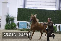 25R13_01393 thumbnail