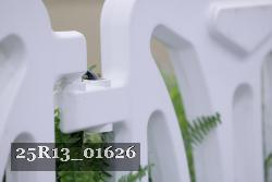 25R13_01626 thumbnail