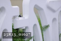 25R13_01627 thumbnail