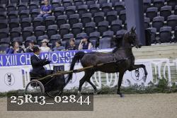 25R13_02844 thumbnail
