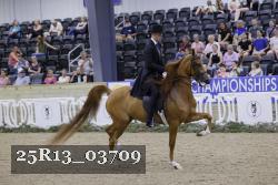 25R13_03709 thumbnail