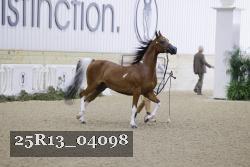 25R13_04098 thumbnail