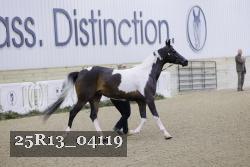 25R13_04119 thumbnail