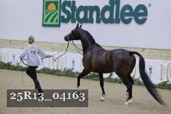 25R13_04163 thumbnail