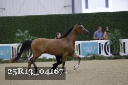 25R13_04167 thumbnail