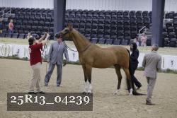 25R13_04239 thumbnail