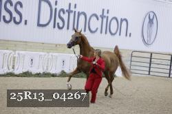 25R13_04267 thumbnail