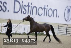 25R13_04373 thumbnail