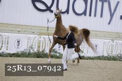 25R13_07942 thumbnail