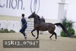 25R13_07947 thumbnail