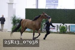 25R13_07958 thumbnail