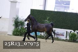 25R13_07975 thumbnail