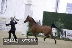 25R13_07988 thumbnail