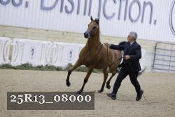 25R13_08000 thumbnail