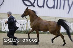 25R13_08001 thumbnail