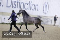 25R13_08018 thumbnail