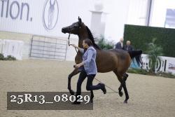 25R13_08029 thumbnail