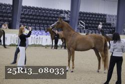 25R13_08033 thumbnail