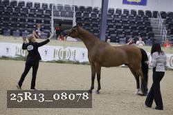 25R13_08078 thumbnail