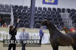 25R13_08088 thumbnail
