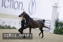 25R13_08101 thumbnail