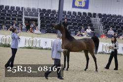 25R13_08167 thumbnail